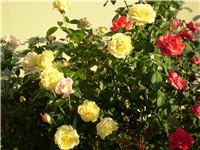 79825446-Picture 3241.jpg